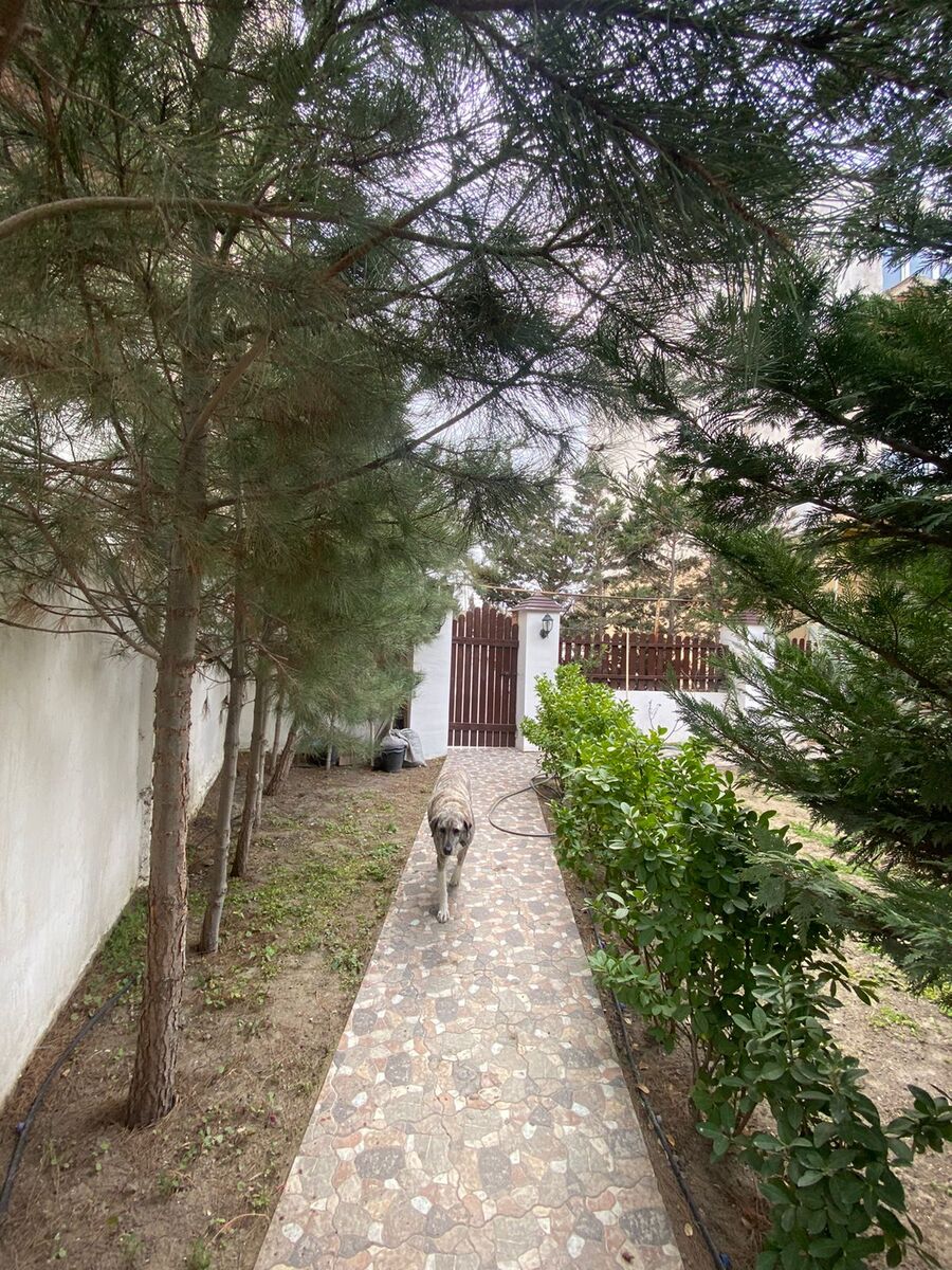 Satılır 4 otaqlı həyət evi/bağ evi 150 m² — Ev, villa, Bakı (6)