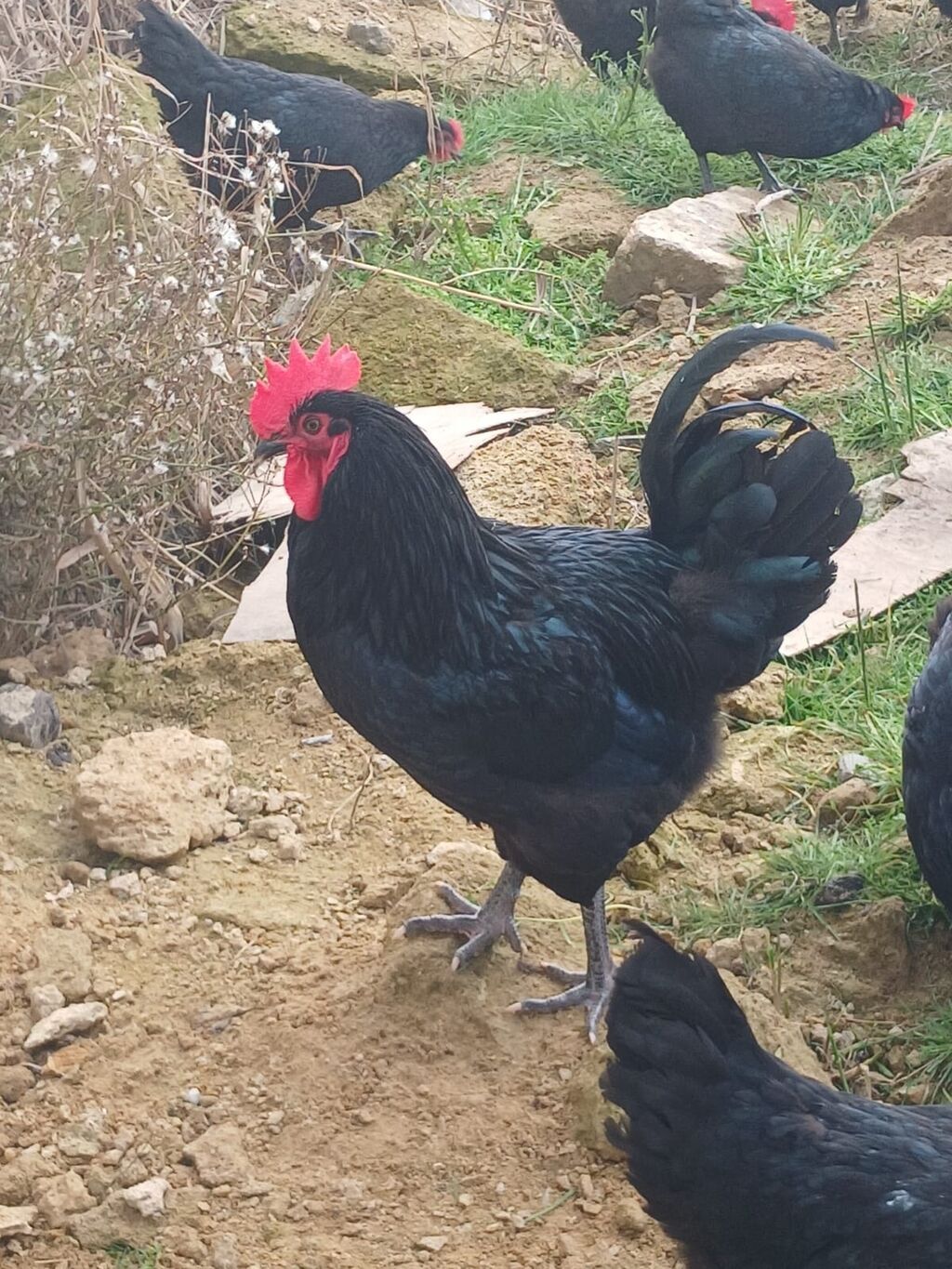 Toyuq, Australorp, Damazlıq — Toyuq və xoruz, Digah (2)