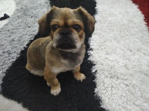 Pekines, 3 ay, Erkək, Peyvəndli — Digah