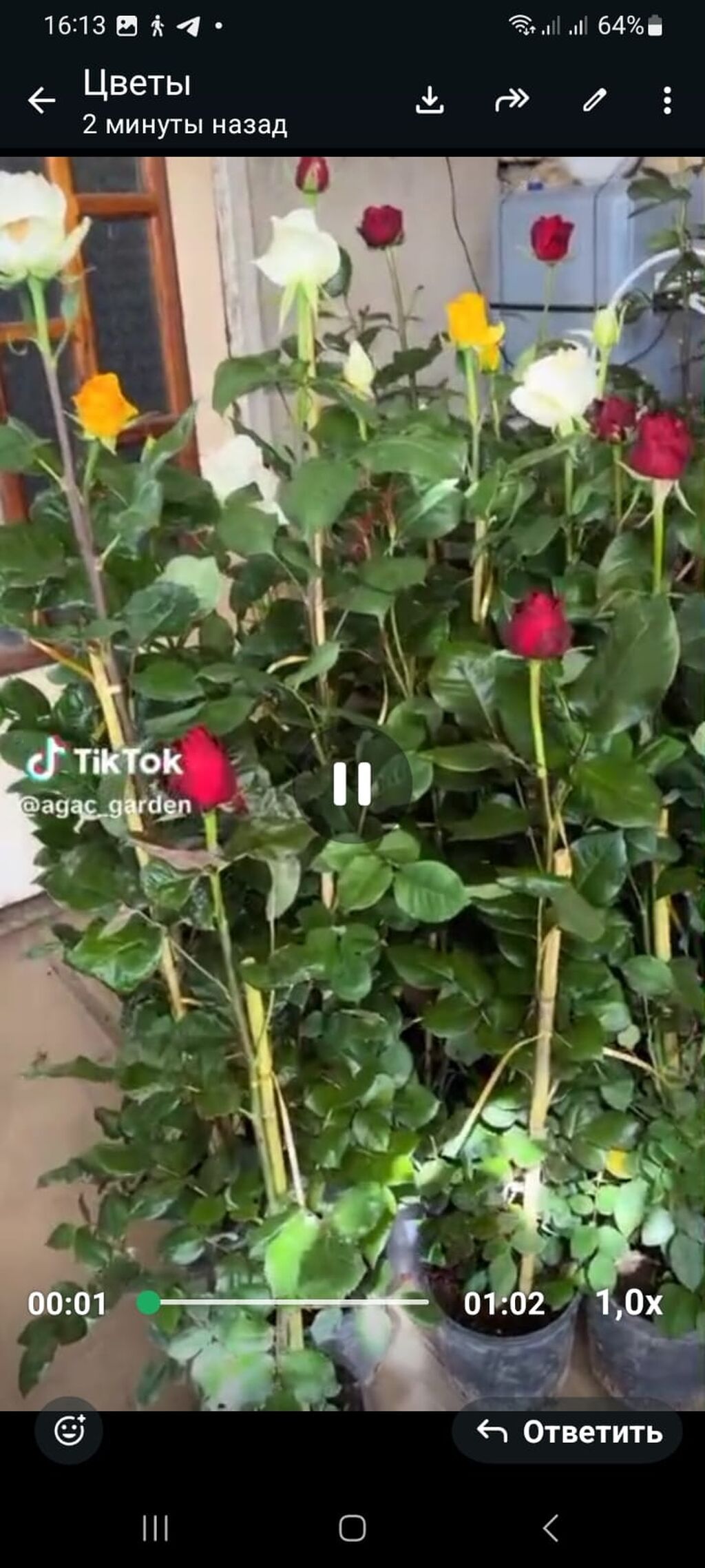 Məhsul: Bəzək kolları və çiçəkli bitkilər kolleksiyası - Kalistemon — Bitkilər, Tərtər (8)