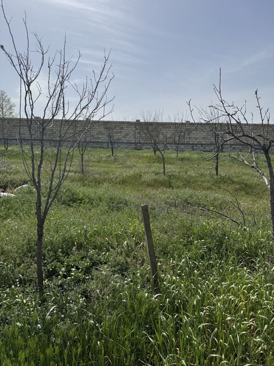 Satılır torpaq 19 sot — Torpaq, Bakı (3)