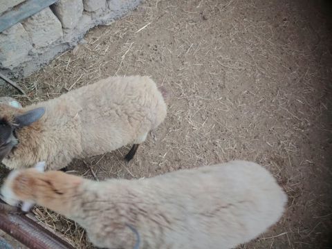 Bir erkek bir dişi quzular satilir — Hacıqabul