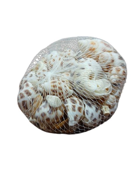 Balıqqulağı akvariuma — Bakı
