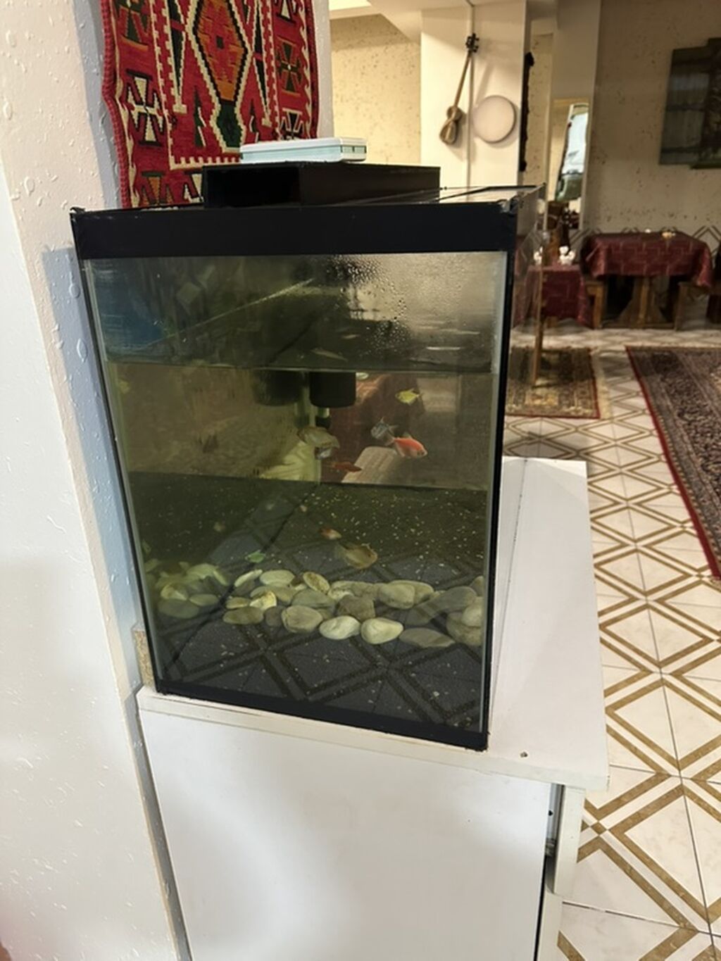 Akvaryum dəsti - Şüşə akvaryum, qara çərçivəli üst qapaqla - Təxmini — Akvariumlar və balıqlar, Bakı (2)