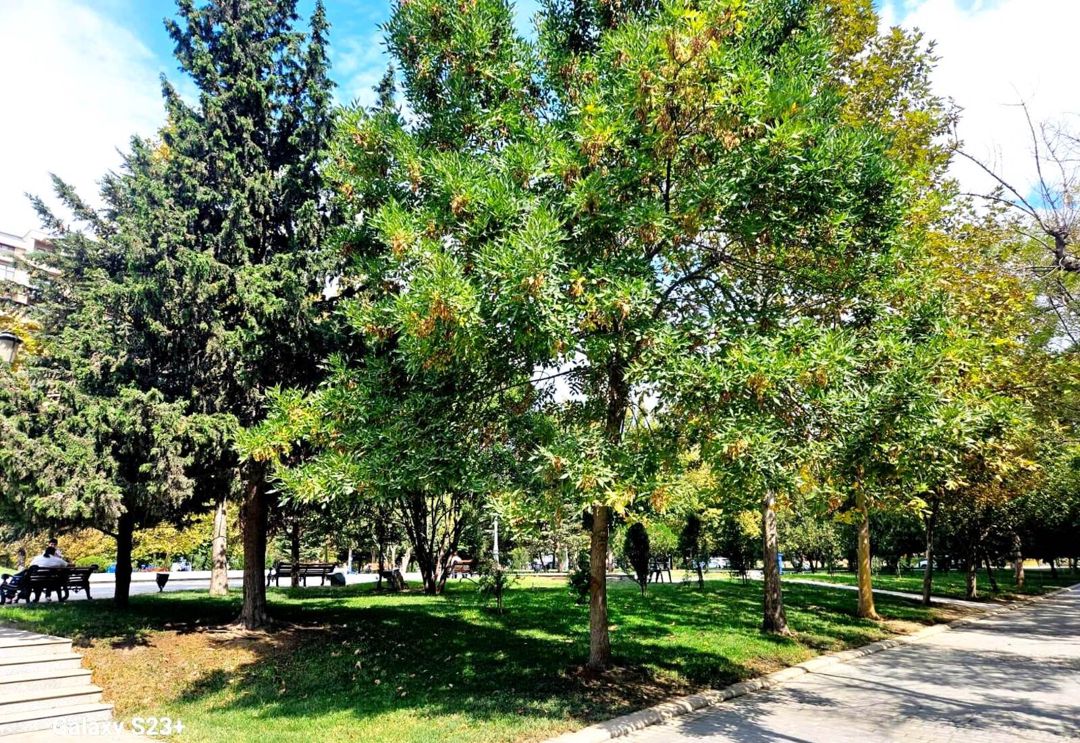 Satılır 4 otaqlı yeni tikili 180 m² — Mənzil, Bakı (6)