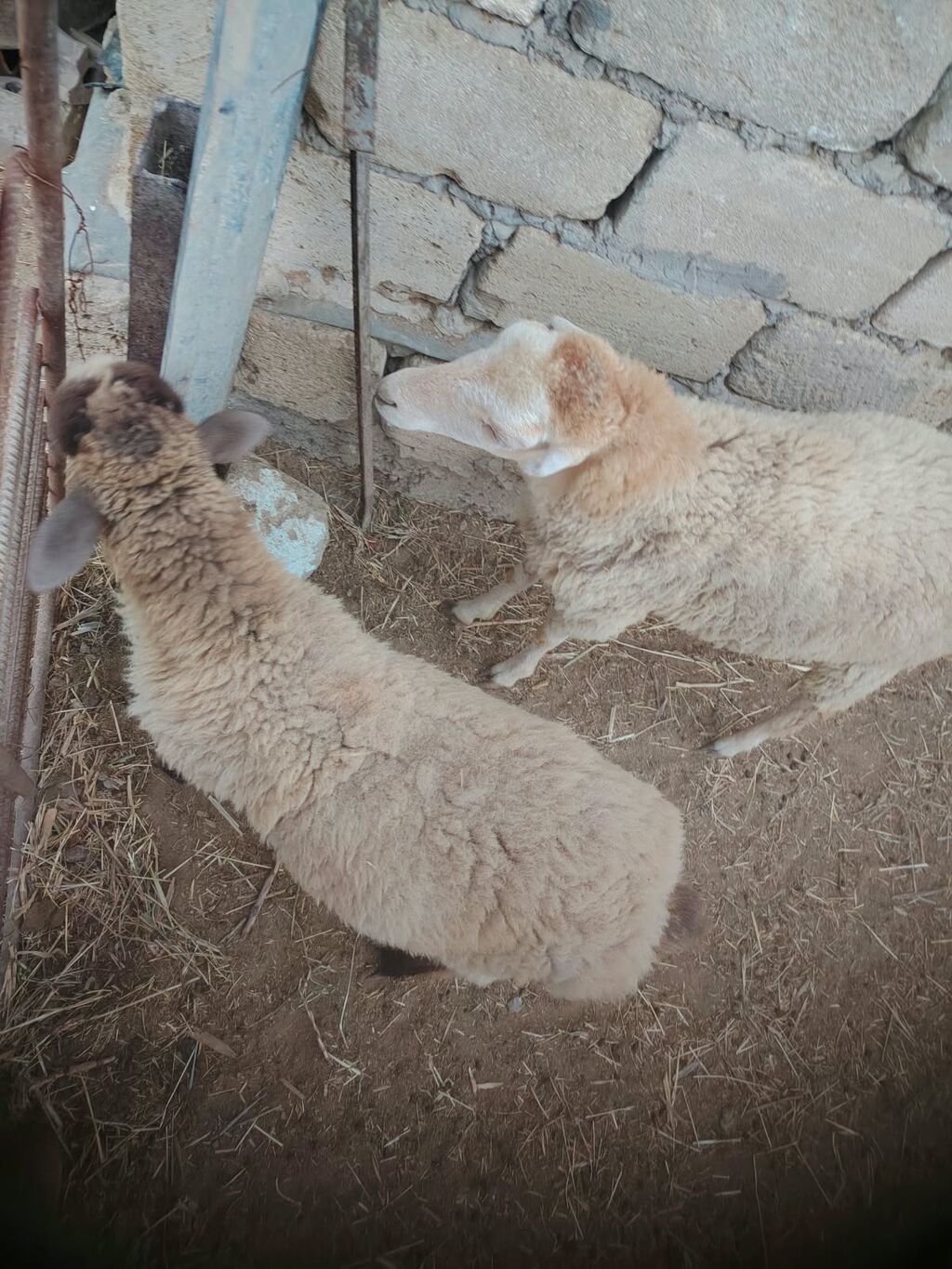 Bir erkek bir dişi quzular satilir — Kənd təsərrüfatı heyvanları, Hacıqabul (2)