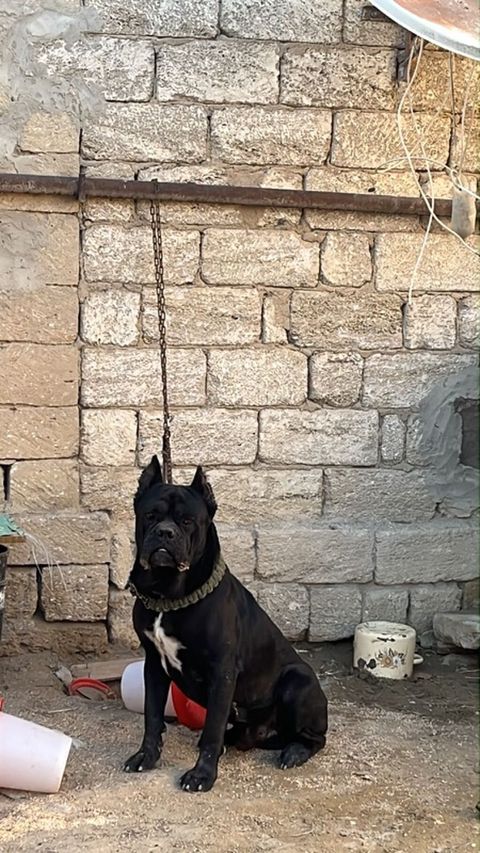 Kane-Korso, 2 il, Erkək, Peyvəndli, Ödənişli çatdırılma — Digah