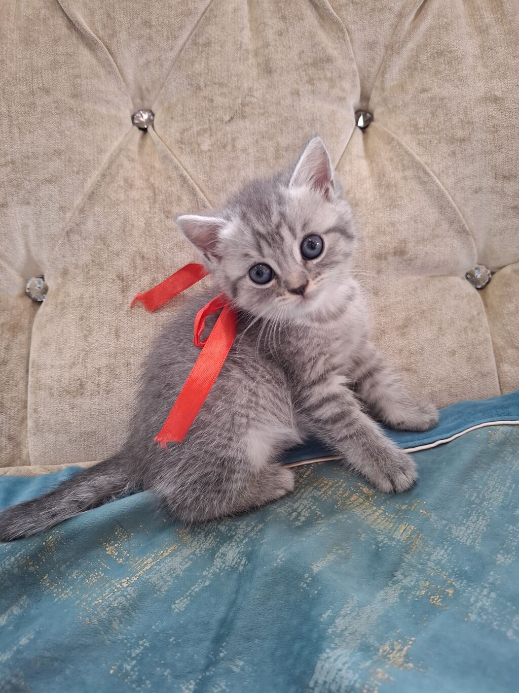 Şinşilla, Dişi, Yaxşı əllərə, Ödənişli çatdırılma — Pişiklər, Fatmayı