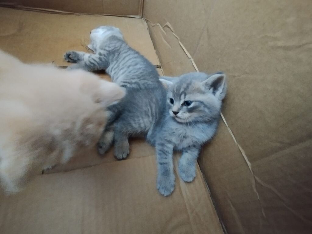 Tabbi, Yaxşı əllərə — Pişiklər, Bakı (7)