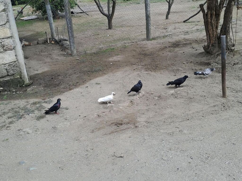 Hami bahali quslardi hamisini baha almisam sadece baska yere gedirem — Göyərçin, Astara (6)