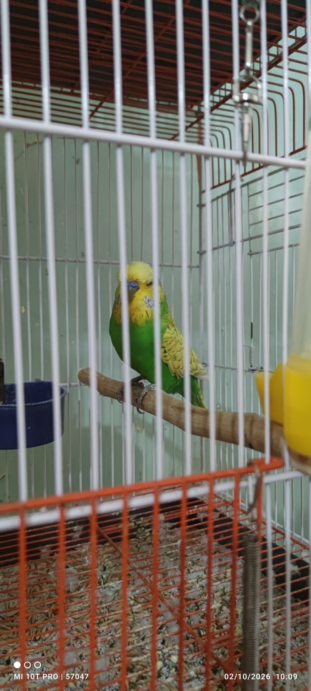 Şou jumbo ilə cexin qarışığı erkek 1 yaş 7 aylıqdır bir dəfə bala — Tutyun papağayı, Gəncə (2)