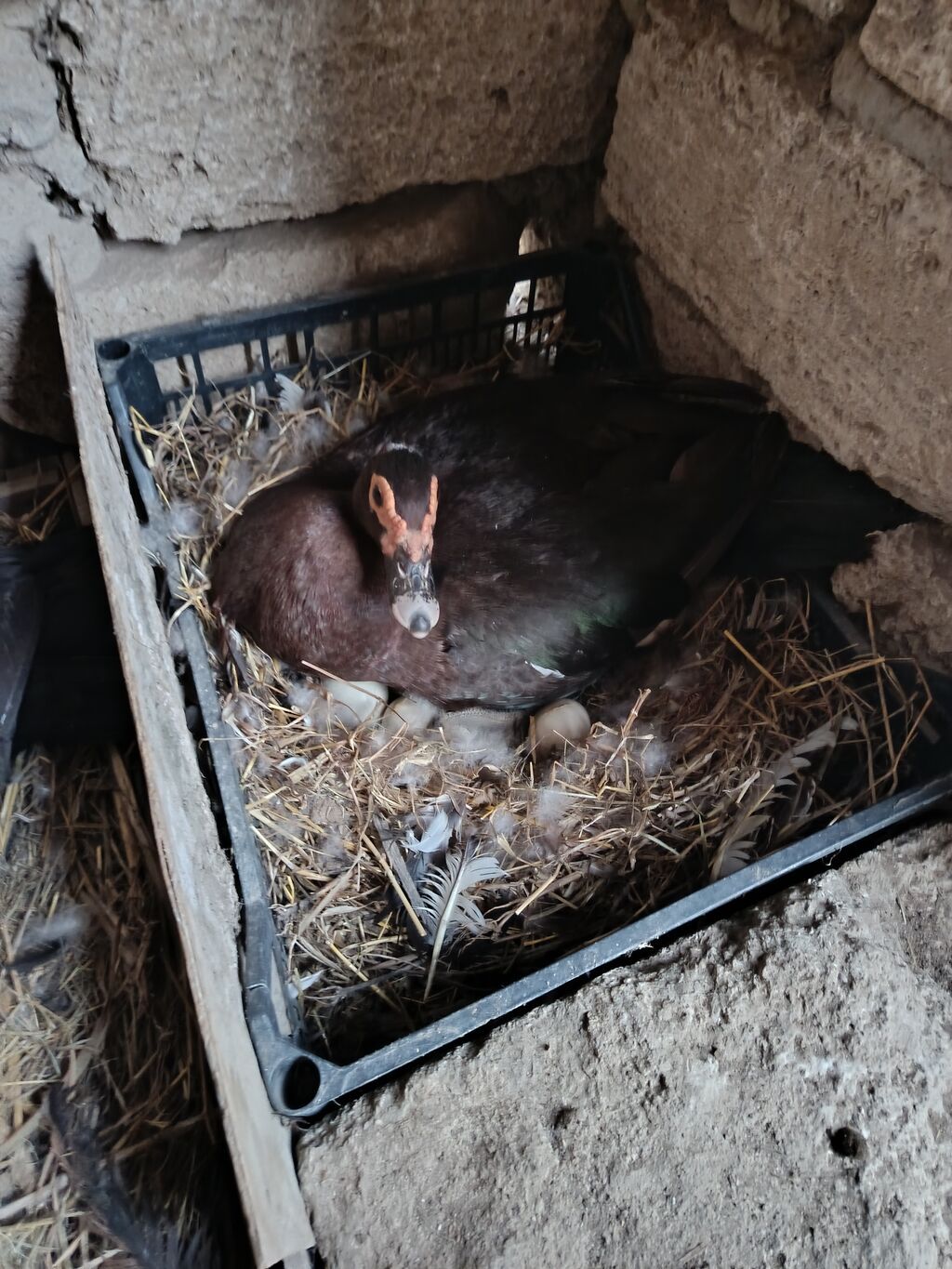 Dişi, Lal ördək, Ətlik, Ünvandan götürmə — Digərləri, Digah (9)
