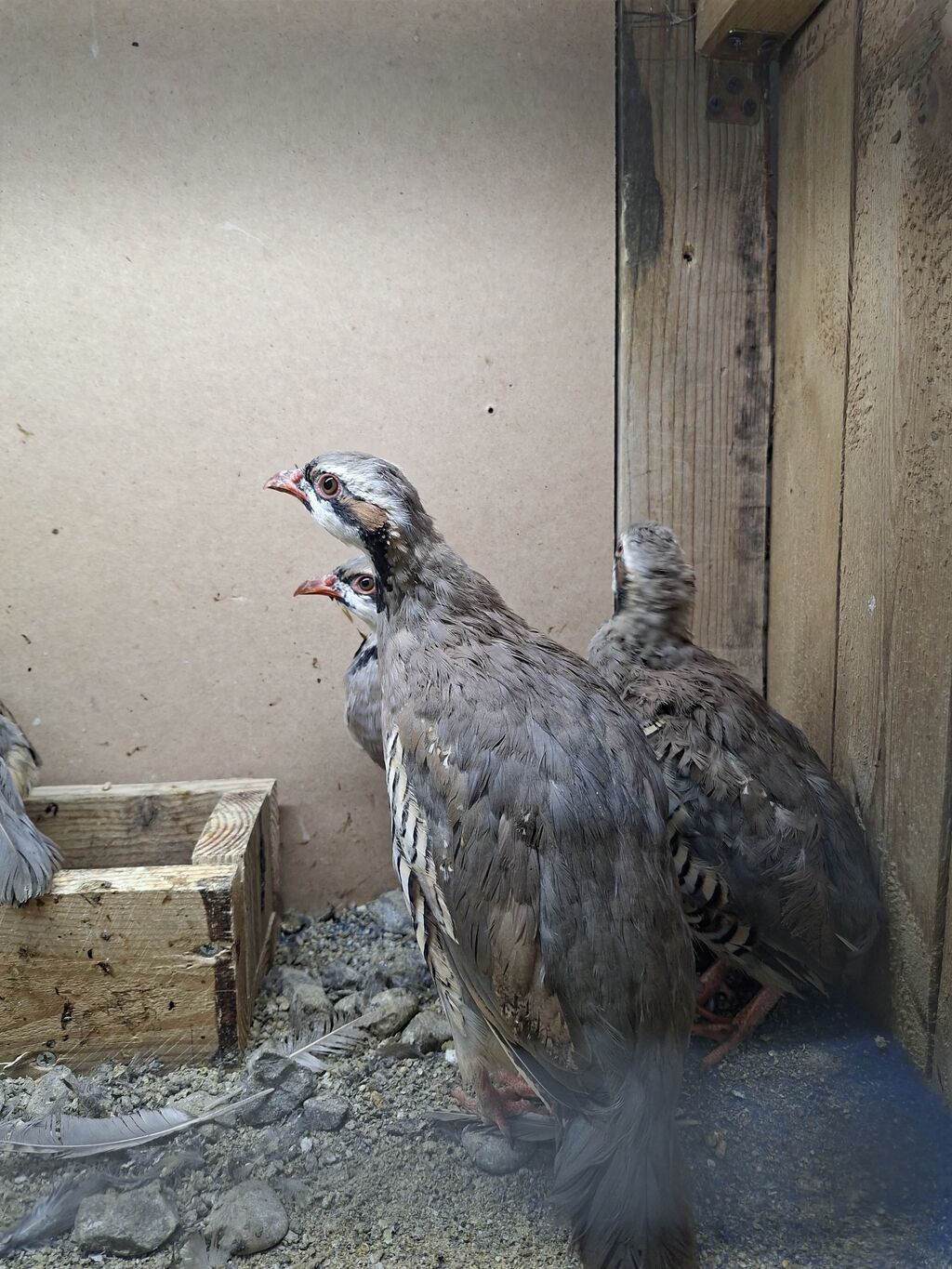 Məhsul: Dağ kəkliyi (Alectoris chukar) – quşlar — Digərləri, Digah (3)