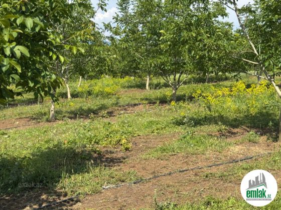 Satılır 1000 sot torpaq İsmayıllı — Torpaq (7)