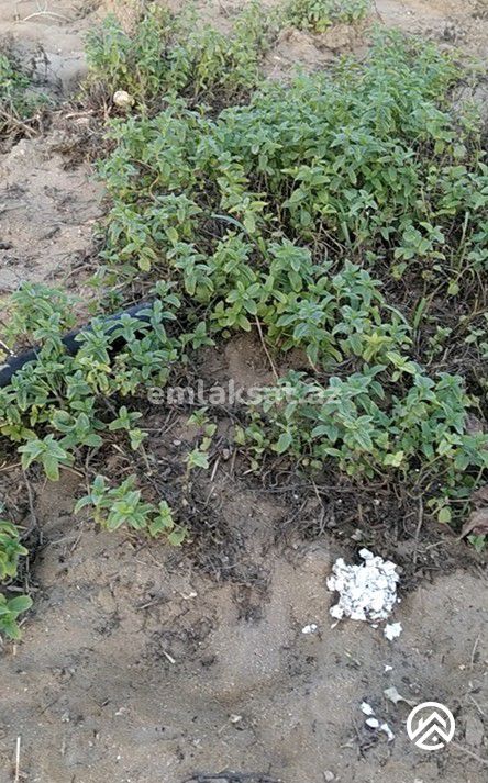 Satılır torpaq 6sot, Zirə — Torpaq, Bakı (3)