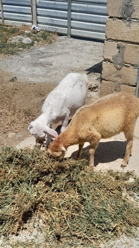 Satlıq qoyun-quzu - Növ: yerli qoyunlar (iki baş gənc heyvan) — Cəlilabad