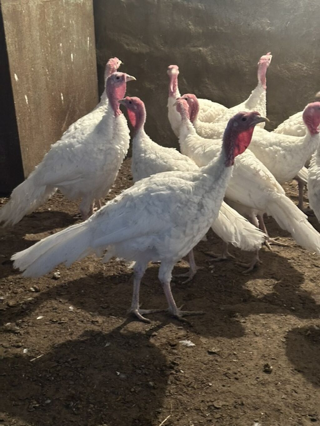 Erkək, Kanada, Ətlik, Ünvandan götürmə — Digərləri, Digah (2)