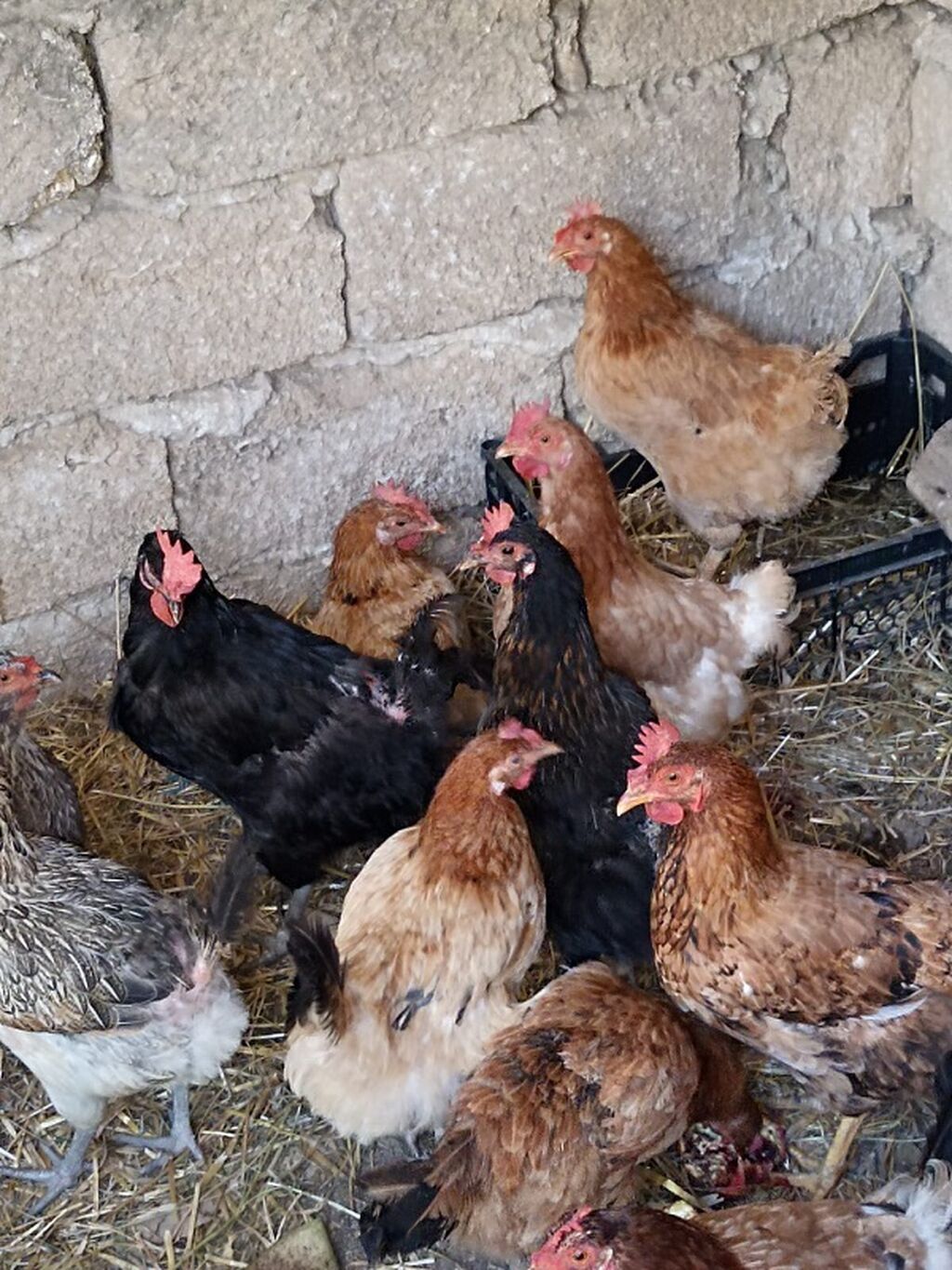 Məhsul: Ev quşları – toyuqlar (qarışıq rəng və cinslər) Təsvir — Toyuq və xoruz, Digah (3)