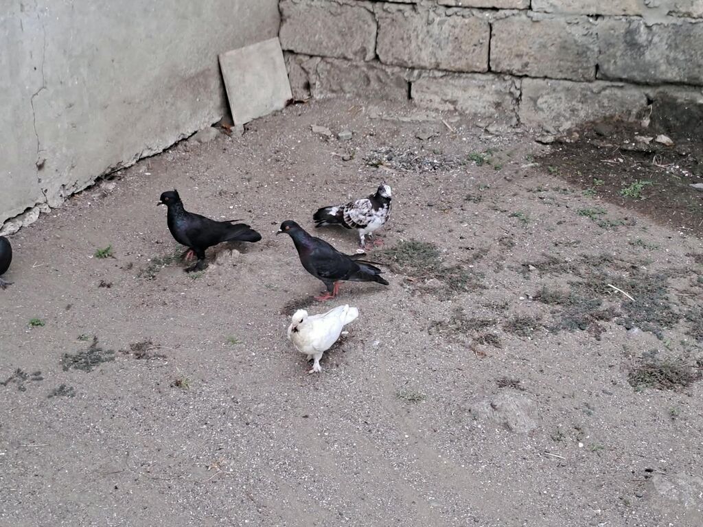 Hami bahali quslardi hamisini baha almisam sadece baska yere gedirem — Göyərçin, Astara (5)