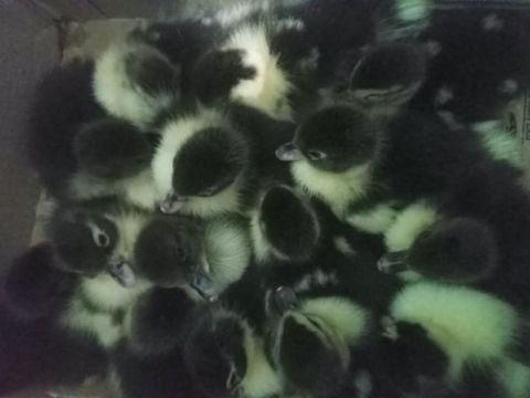 Muscovy ördək balaları (indi çıxmış körpələr) - Cins: Muscovy (hind — Bakı