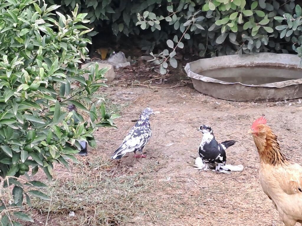 Hami bahali quslardi hamisini baha almisam sadece baska yere gedirem — Göyərçin, Astara