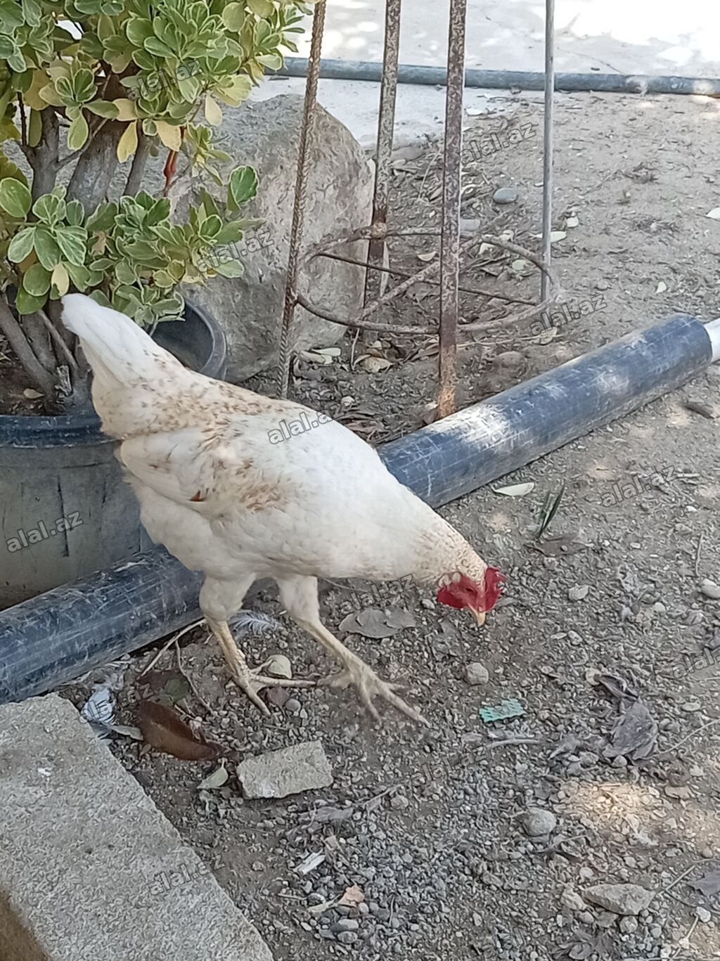 Toyuq, Yumurtalıq — Heyvanlar, Bakı (4)