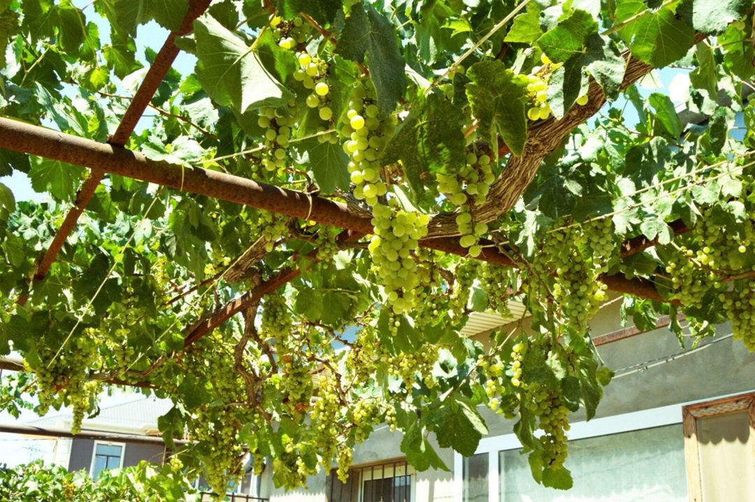 Satılır 6 otaqlı həyət evi/bağ evi 150 m² — Ev, villa, Bakı (5)