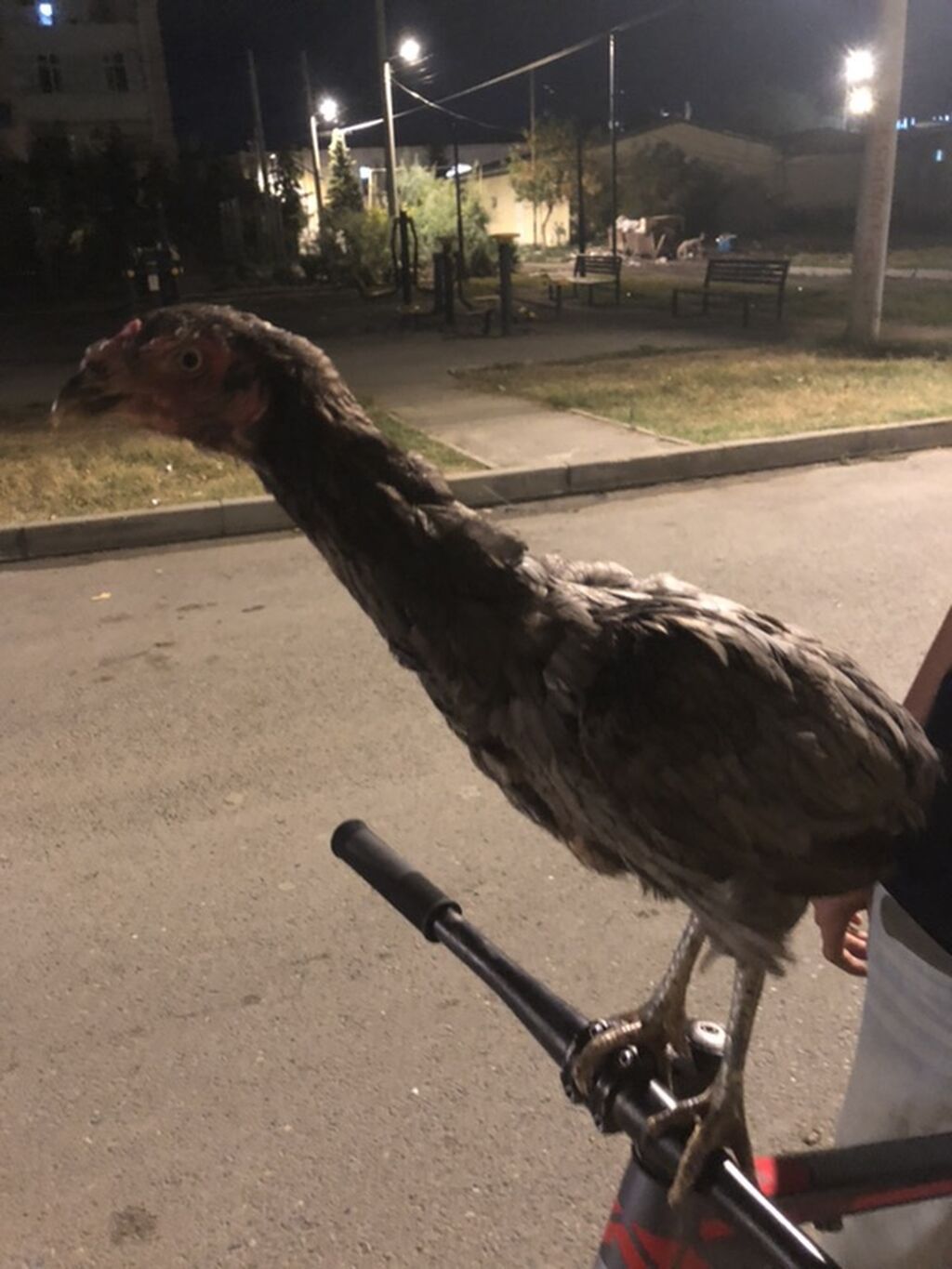 Toyuq, Damazlıq — Toyuq və xoruz, Kürdəmir