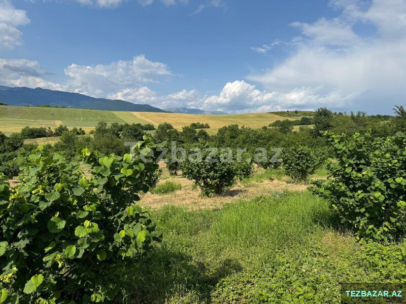 Qoz və fındıq bağı satılır — Torpaq, Bakı (5)