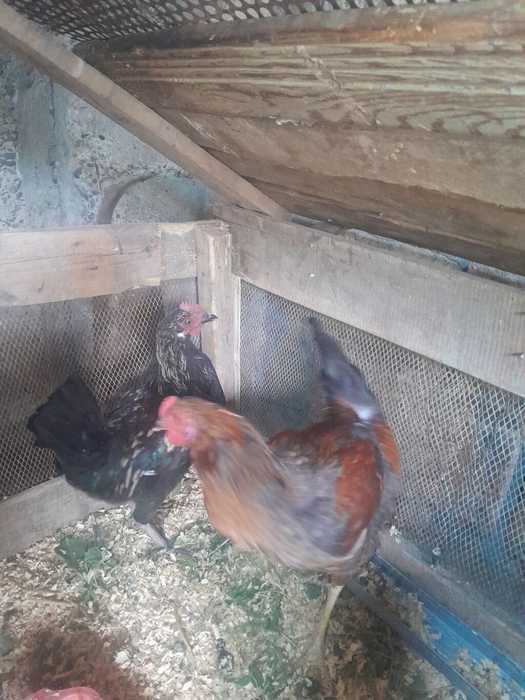 Toyuq, Damazlıq — Toyuq və xoruz, Mingəçevir