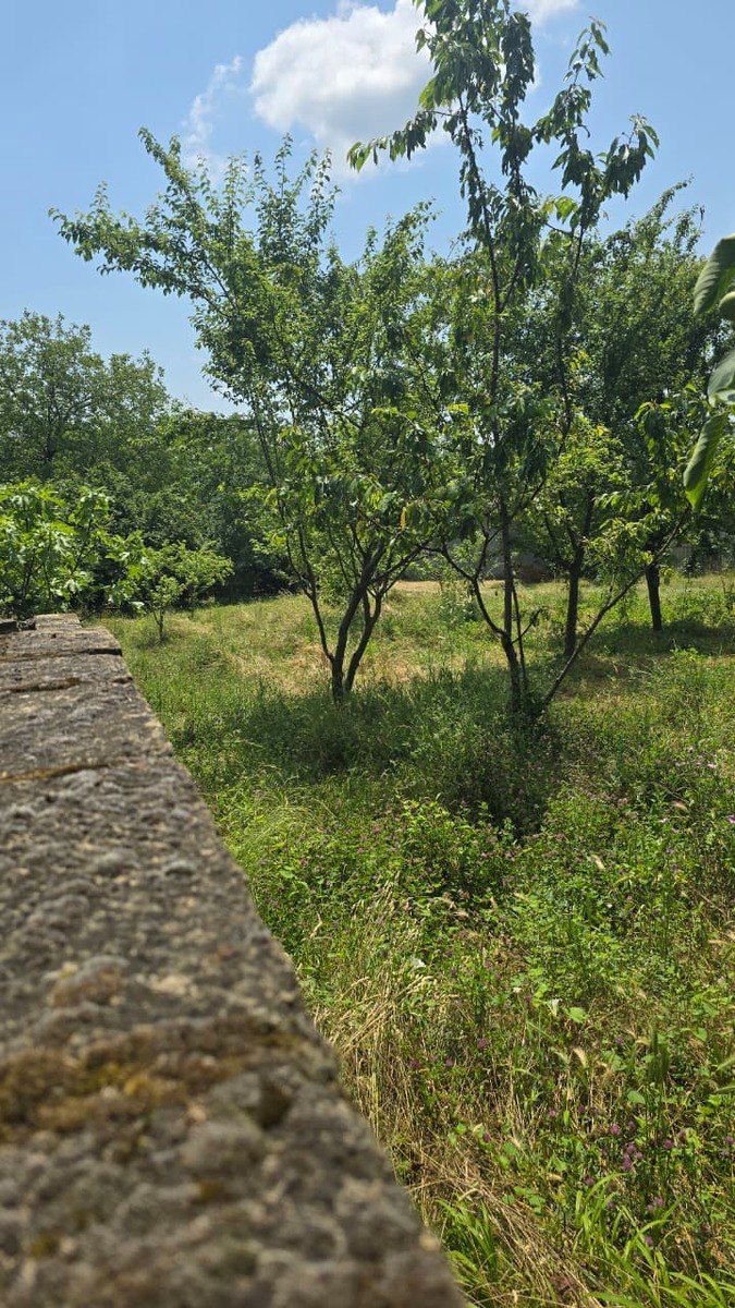 Satılır torpaq 10 sot — Torpaq, Qəbələ (2)