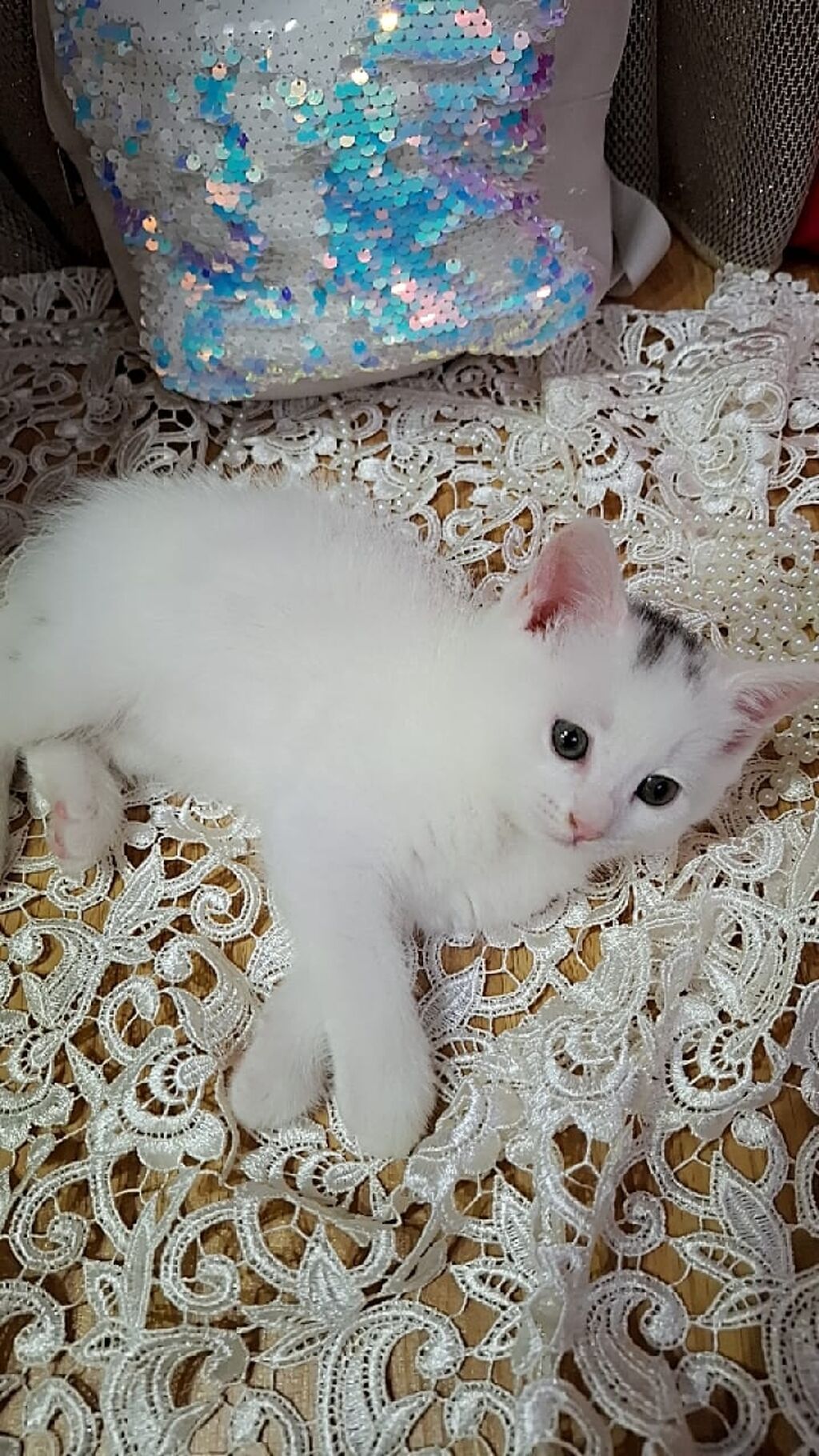 Ağ rəngdə, qısa tüklü balaca pişik balası. Şirin üzü, iri qulaqları və — Pişiklər, Bakı (5)