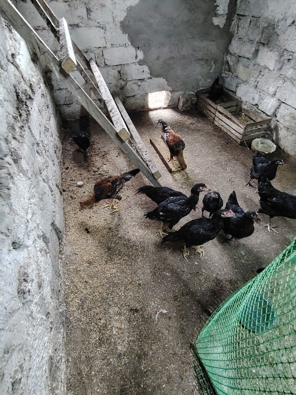 Toyuq cücələri, Ətlik — Toyuq və xoruz, Mehdiabad (2)