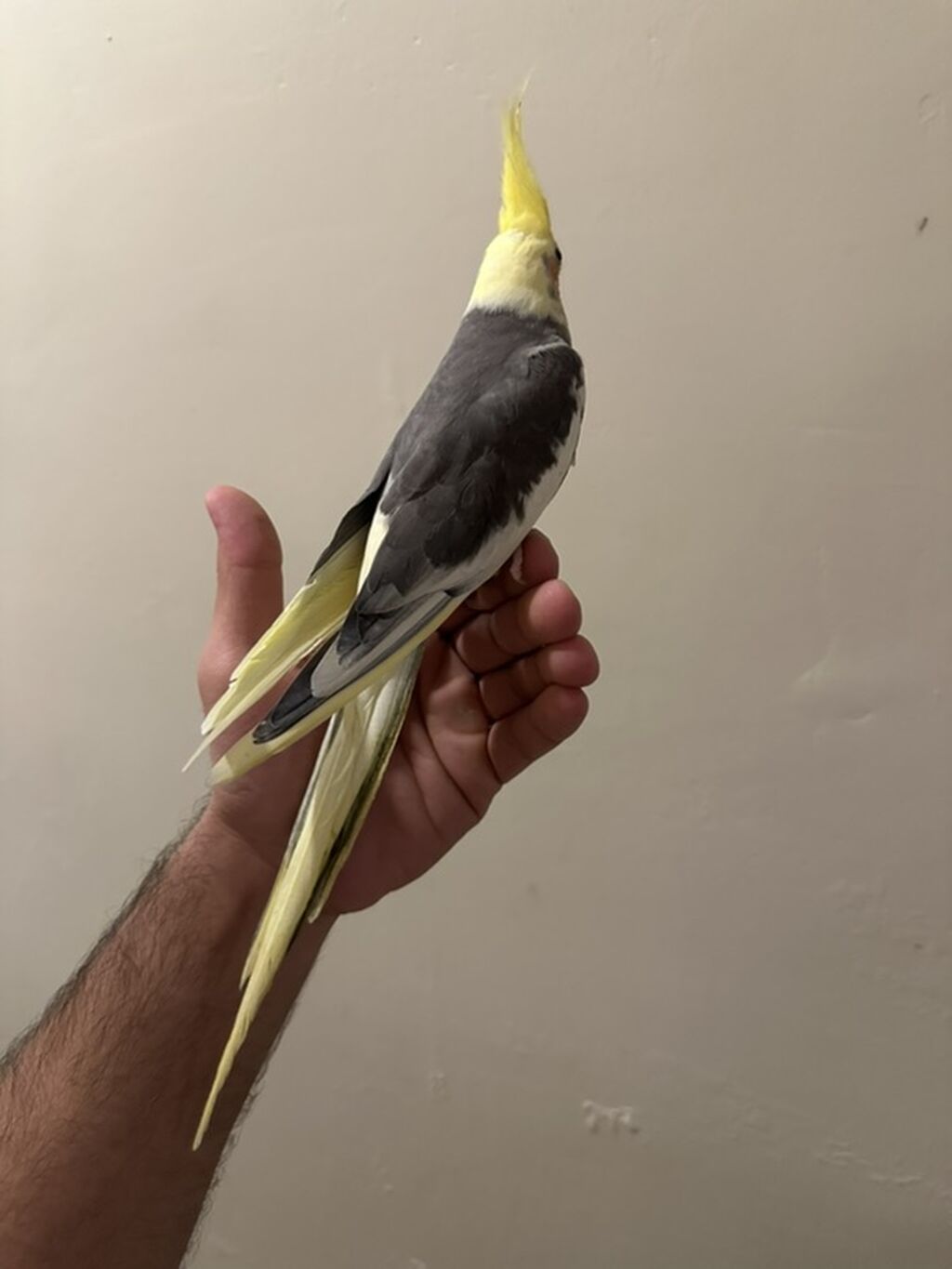 Korella Tuttu quşu Satılır barterdə olunur 2-3 aylıx bala erkəy — Tutyun papağayı, Bakı (3)