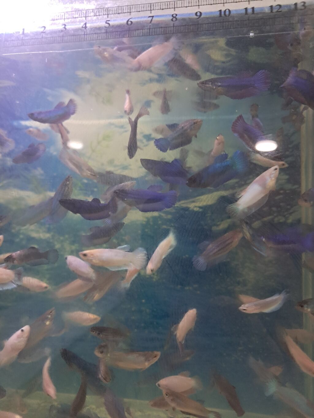 Betta (Petuşok balığı), Sülhsevər — Akvariumlar və balıqlar, Masazır (4)