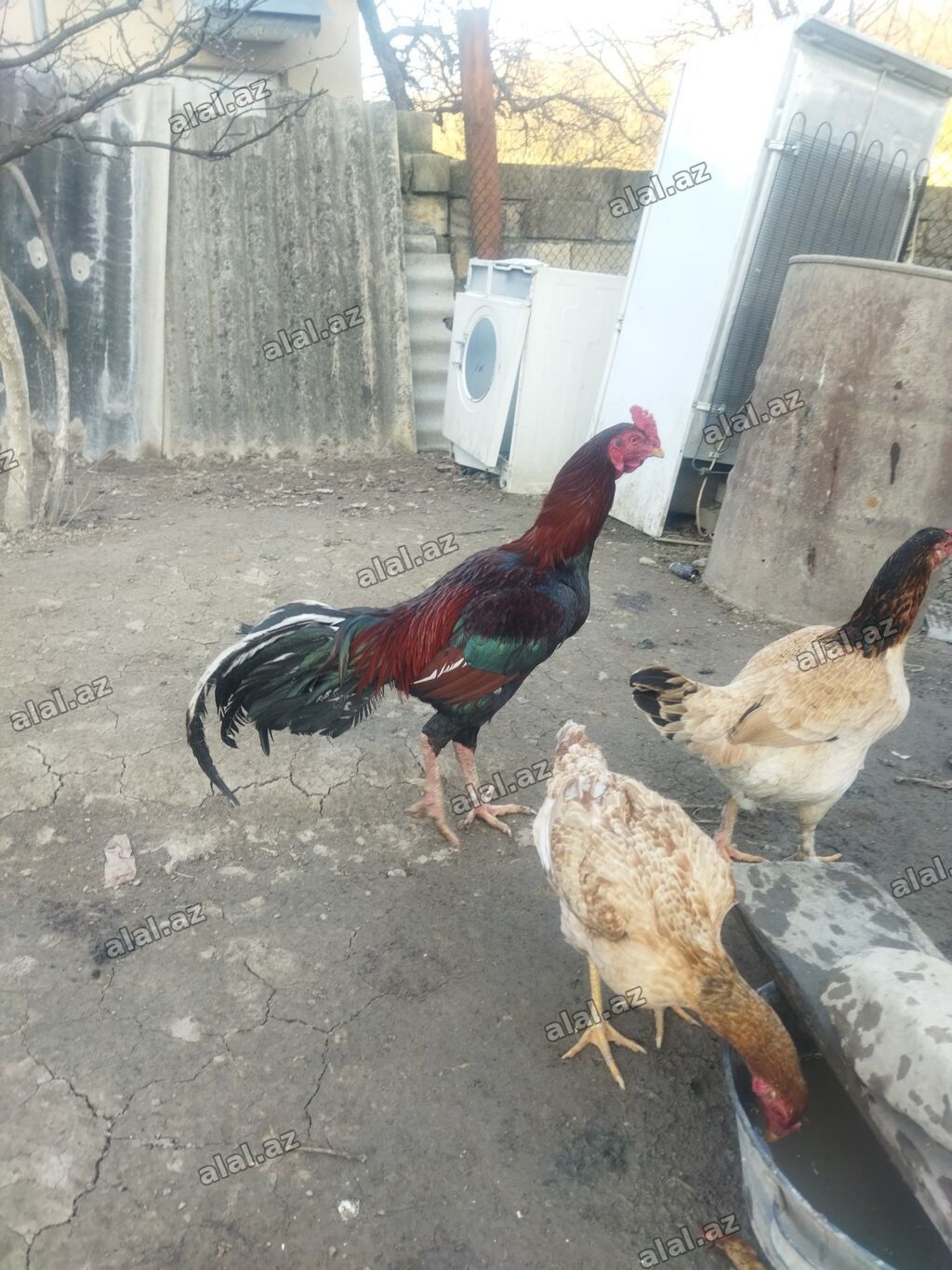 Qırmızı xoruz 3 yaş yarım. damazlıq. bu biri balaca qırmızı iyun — Quşlar, Bakı (2)