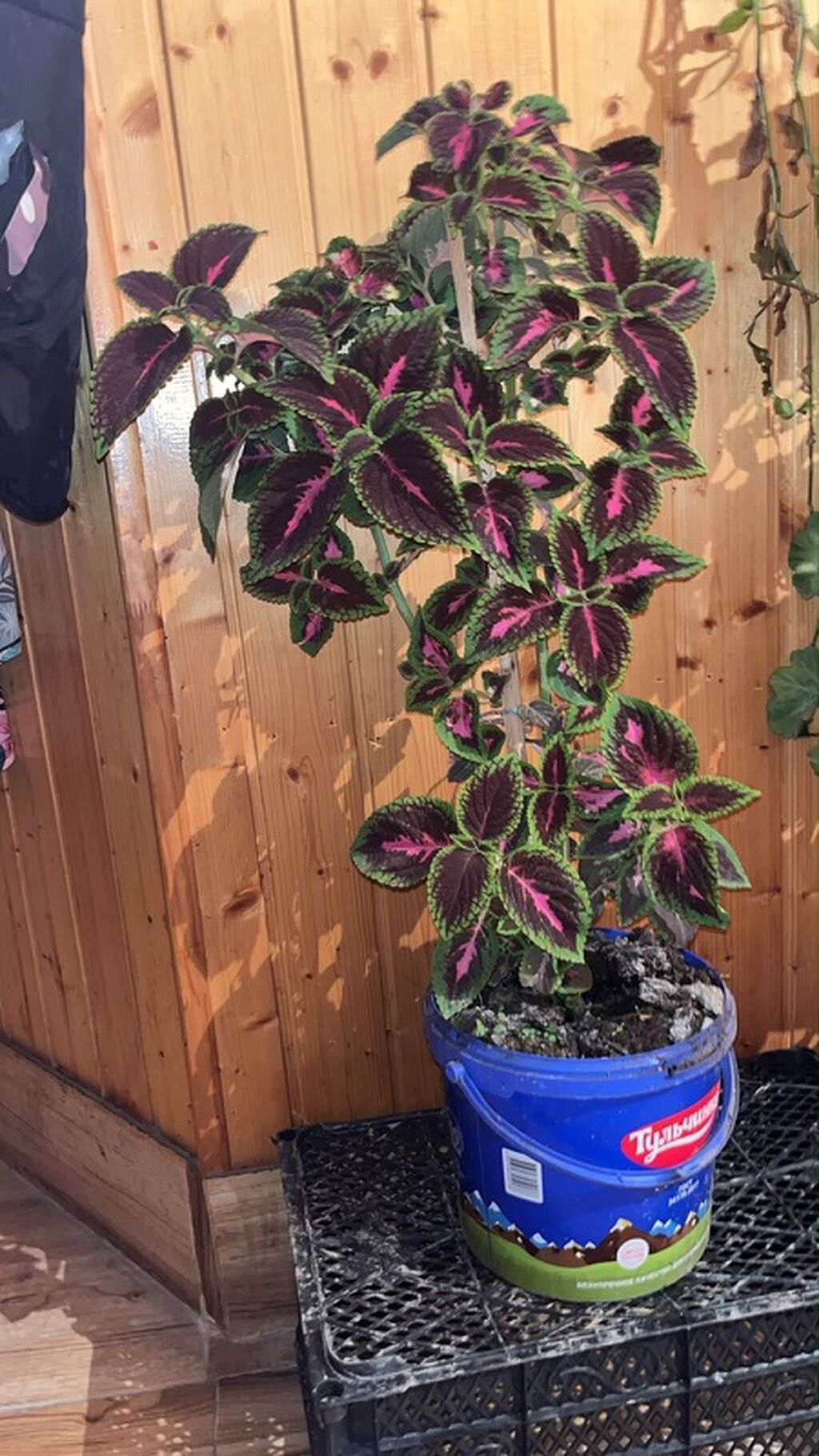 Kolyoz (Coleus) dekorativ yarpaq bitkisi – saksıda - Növ: Coleus — Qapı bitkələri, Sumqayıt (2)