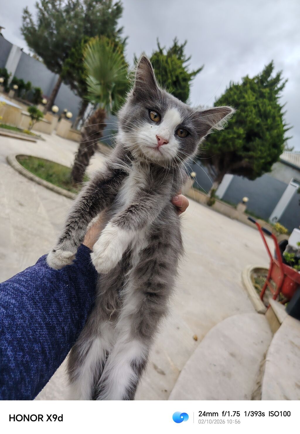 Çox sevimli və oynaq kütü satılır Məşhur Maine Coon və — Pişiklər, Digah