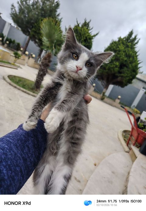 Çox sevimli və oynaq kütü satılır ​Məşhur Maine Coon və — Digah
