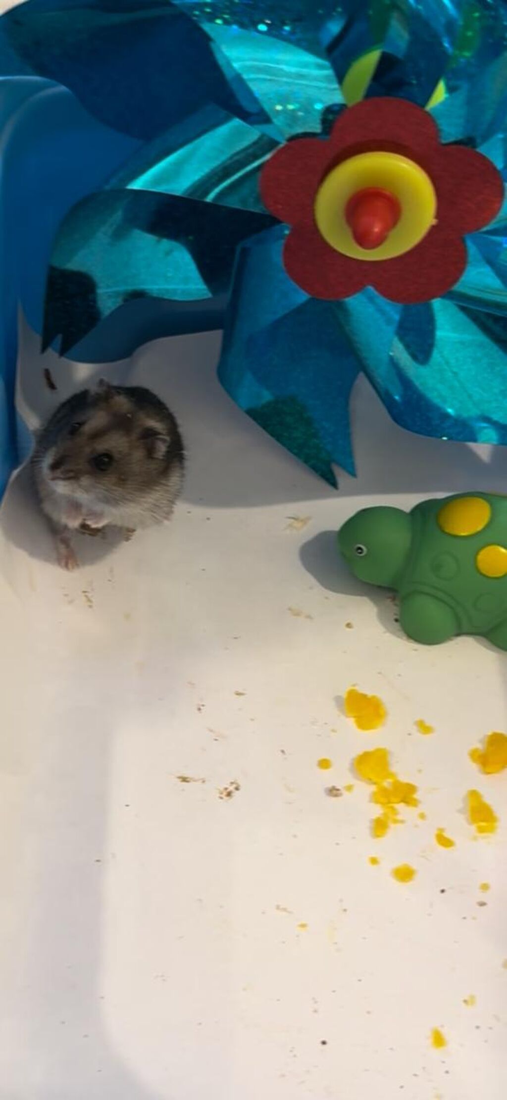 Cırtdan hamster – qısa quyruq, yumşaq boz-ağ tüklü, qara şapqalı — Kəmiçilər, Bakı