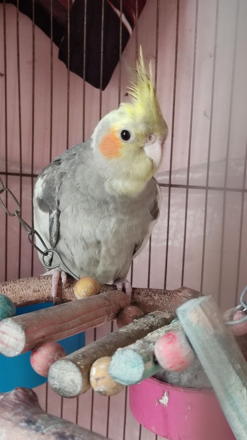 Nimfa (Cockatiel) – boz-ağ tüklü, sarı toqqa və yanaqlarda narıncı — Tutyun papağayı, Bakı (2)