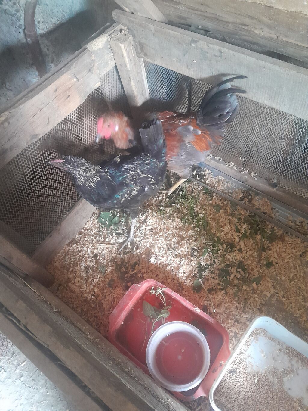 Toyuq, Damazlıq — Toyuq və xoruz, Mingəçevir (3)