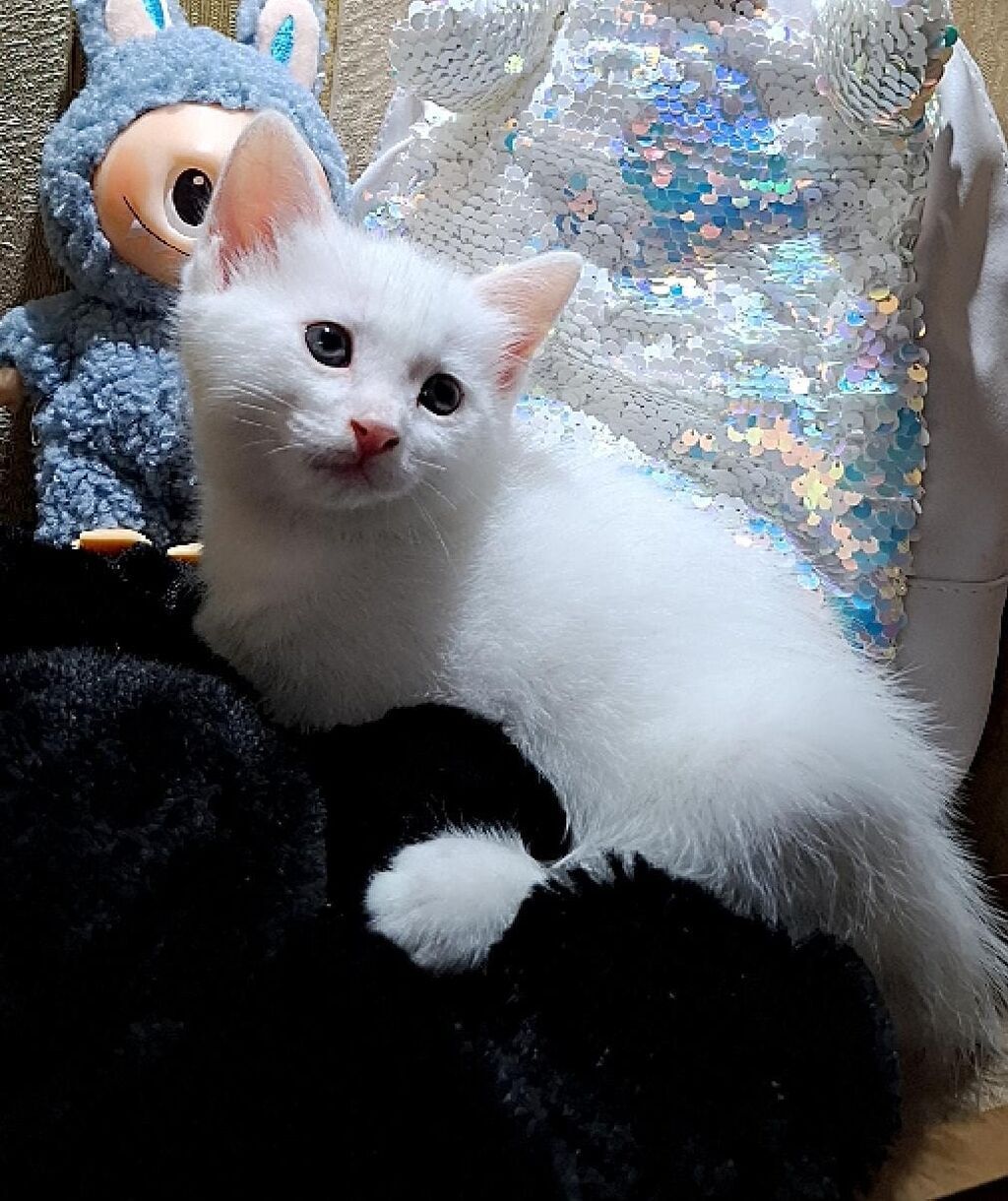 Ağ rəngdə, qısa tüklü balaca pişik balası. Şirin üzü, iri qulaqları və — Pişiklər, Bakı (3)