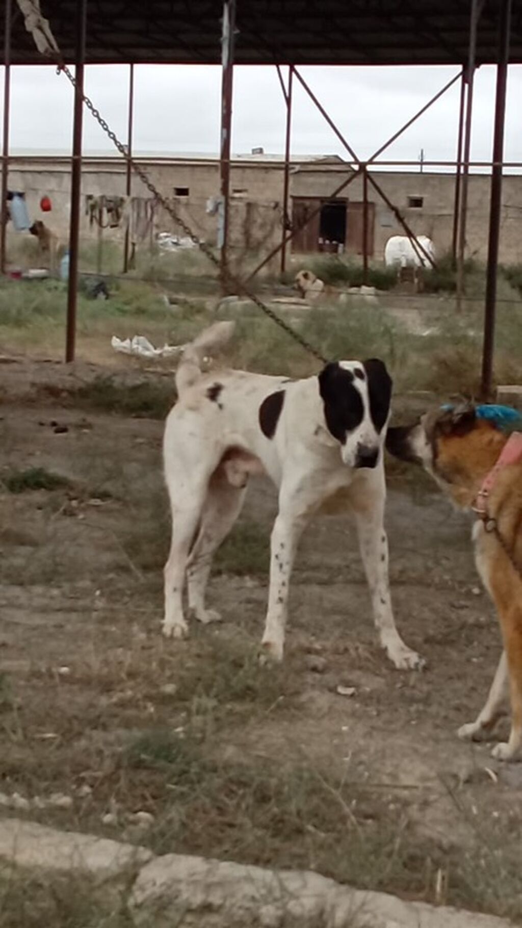 Alabay, 2 il, Erkək, Peyvəndli, Ödənişli çatdırılma — Köpəklər, Mehdiabad (3)