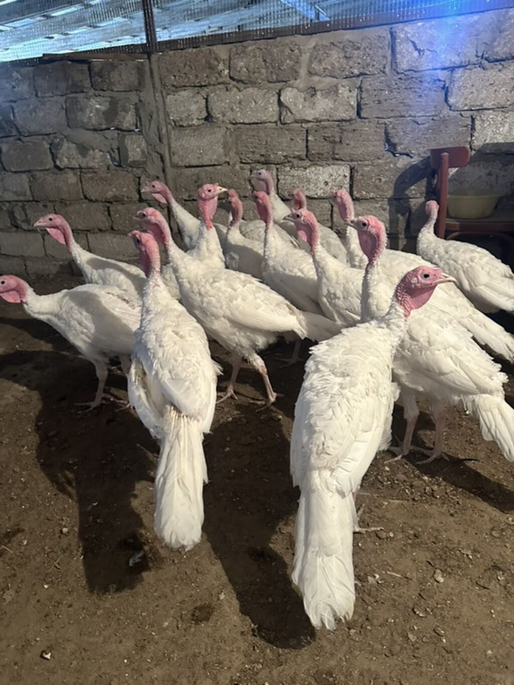Erkək, Kanada, Ətlik, Ünvandan götürmə — Digərləri, Digah (3)