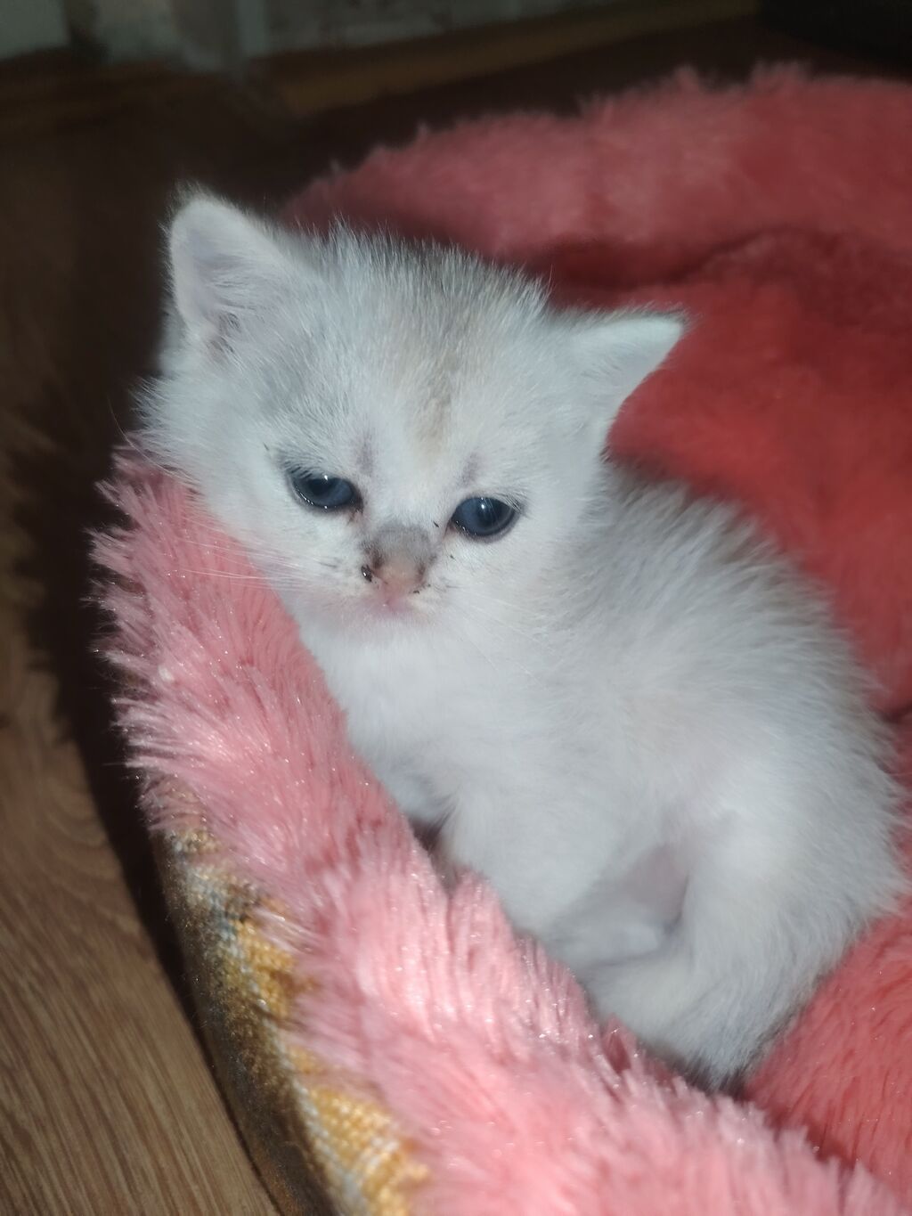 Qızıl şinşilla, Erkək, Yaxşı əllərə — Pişiklər, Digah (3)