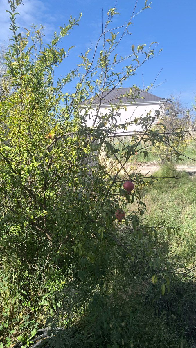 Satılır 1 otaqlı həyət evi/bağ evi 40 m² — Ev, villa, Bakı (9)