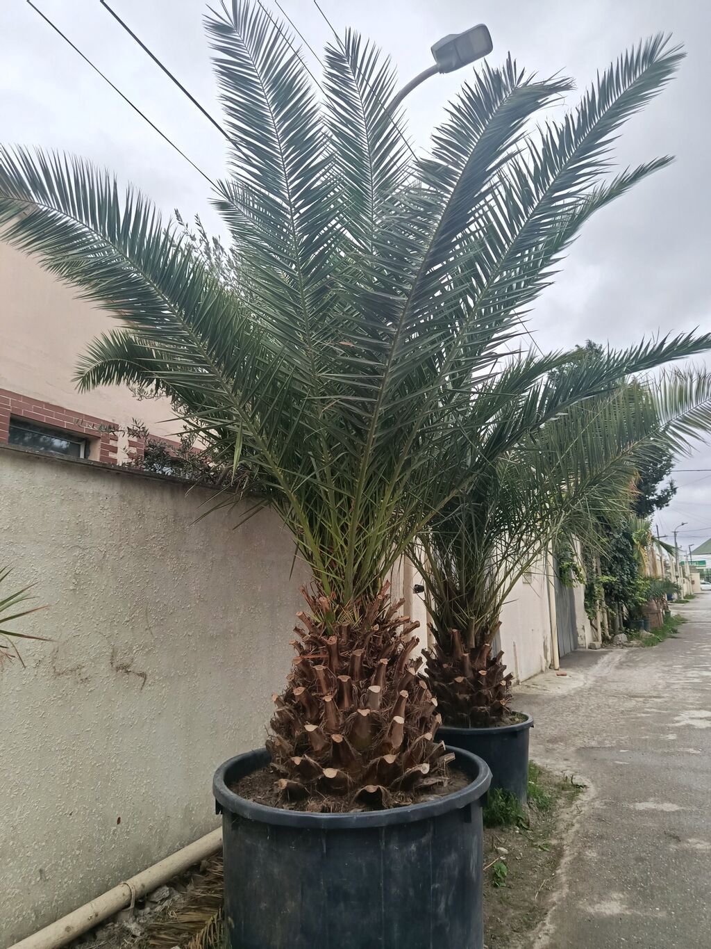 Böyük finik ağacı ünvan Buzovna — Bitkilər, Digah (2)