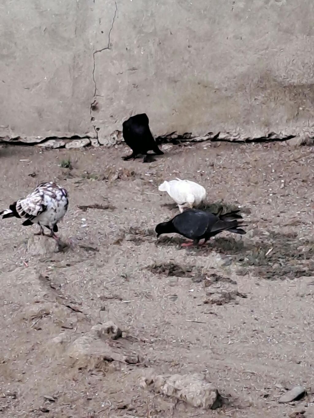 Hami bahali quslardi hamisini baha almisam sadece baska yere gedirem — Göyərçin, Astara (4)