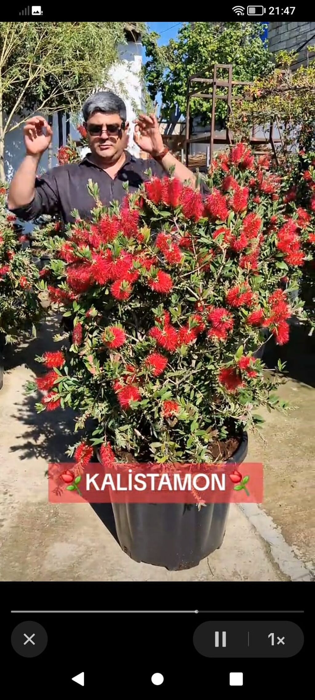 Məhsul: Bəzək kolları və çiçəkli bitkilər kolleksiyası - Kalistemon — Bitkilər, Tərtər